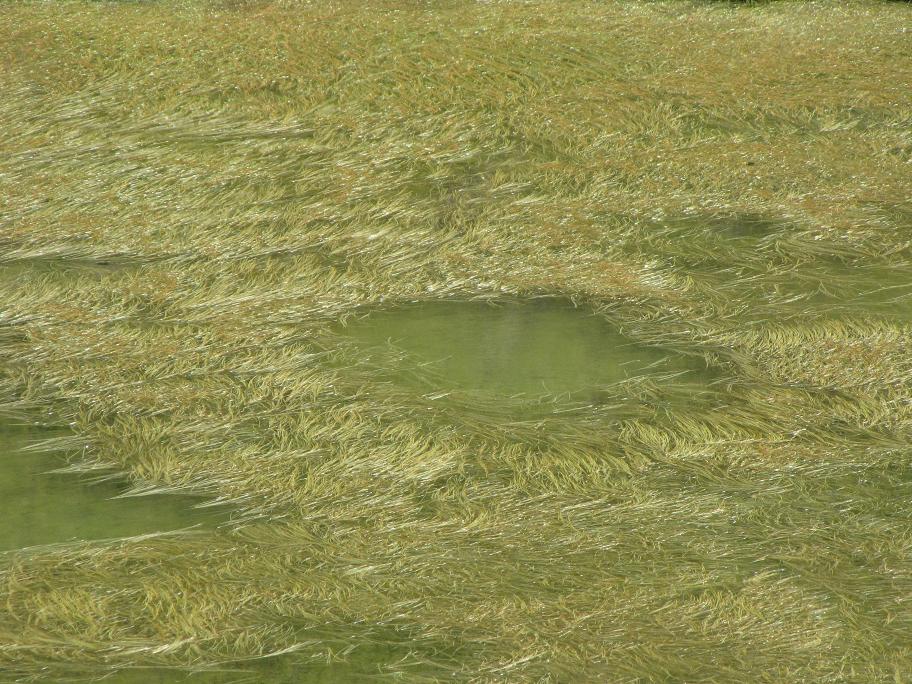 Laghi....della LOMBARDIA